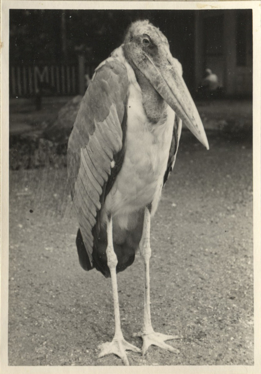 Fotograf: Hickstein, Carmen, Copyright: 1