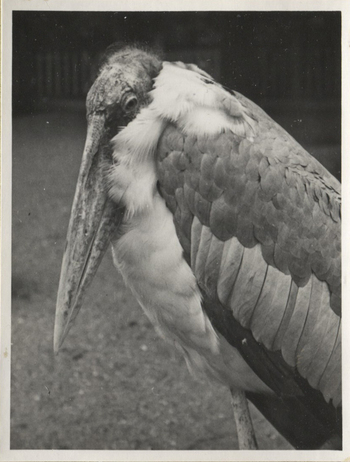 Fotograf: Hickstein, Carmen, Copyright: 1