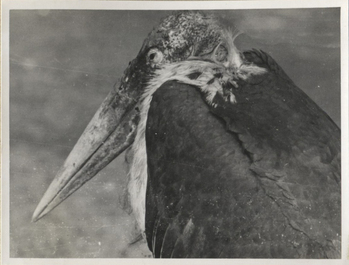 Fotograf: Hickstein, Carmen, Copyright: 1