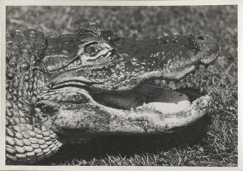 Fotograf: Hickstein, Carmen, Copyright: 1