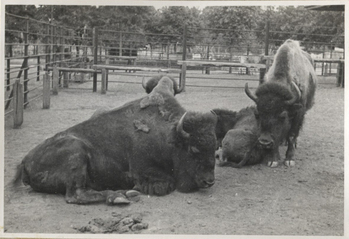 Fotograf: Hickstein, Carmen, Copyright: 1