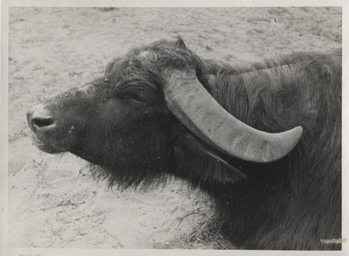 Fotograf: Hickstein, Carmen, Copyright: 1