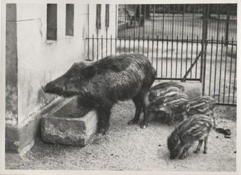 Fotograf: Hickstein, Carmen, Copyright: 1