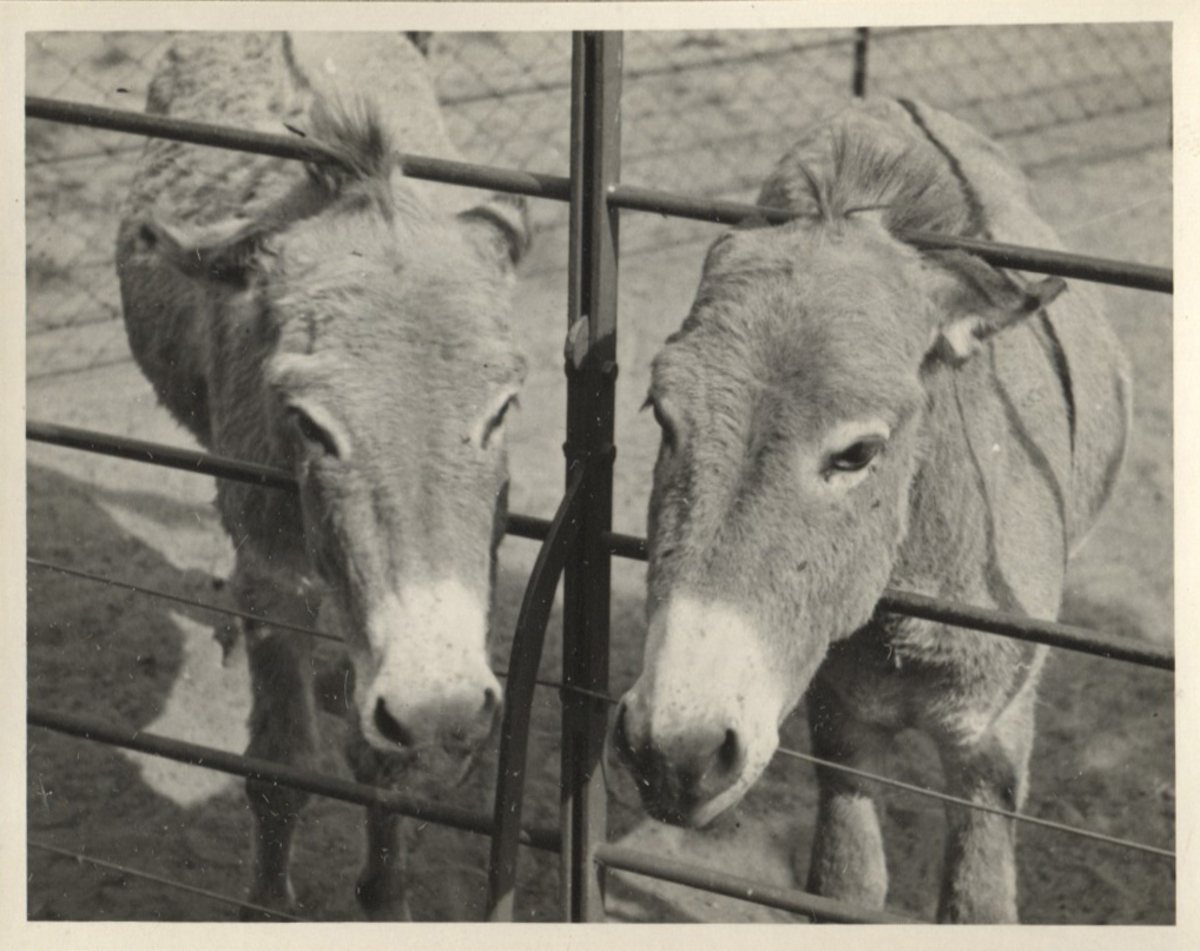 Fotograf: Hickstein, Carmen, Copyright: 1