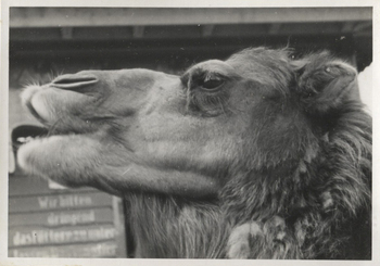 Fotograf: Hickstein, Carmen, Copyright: 1