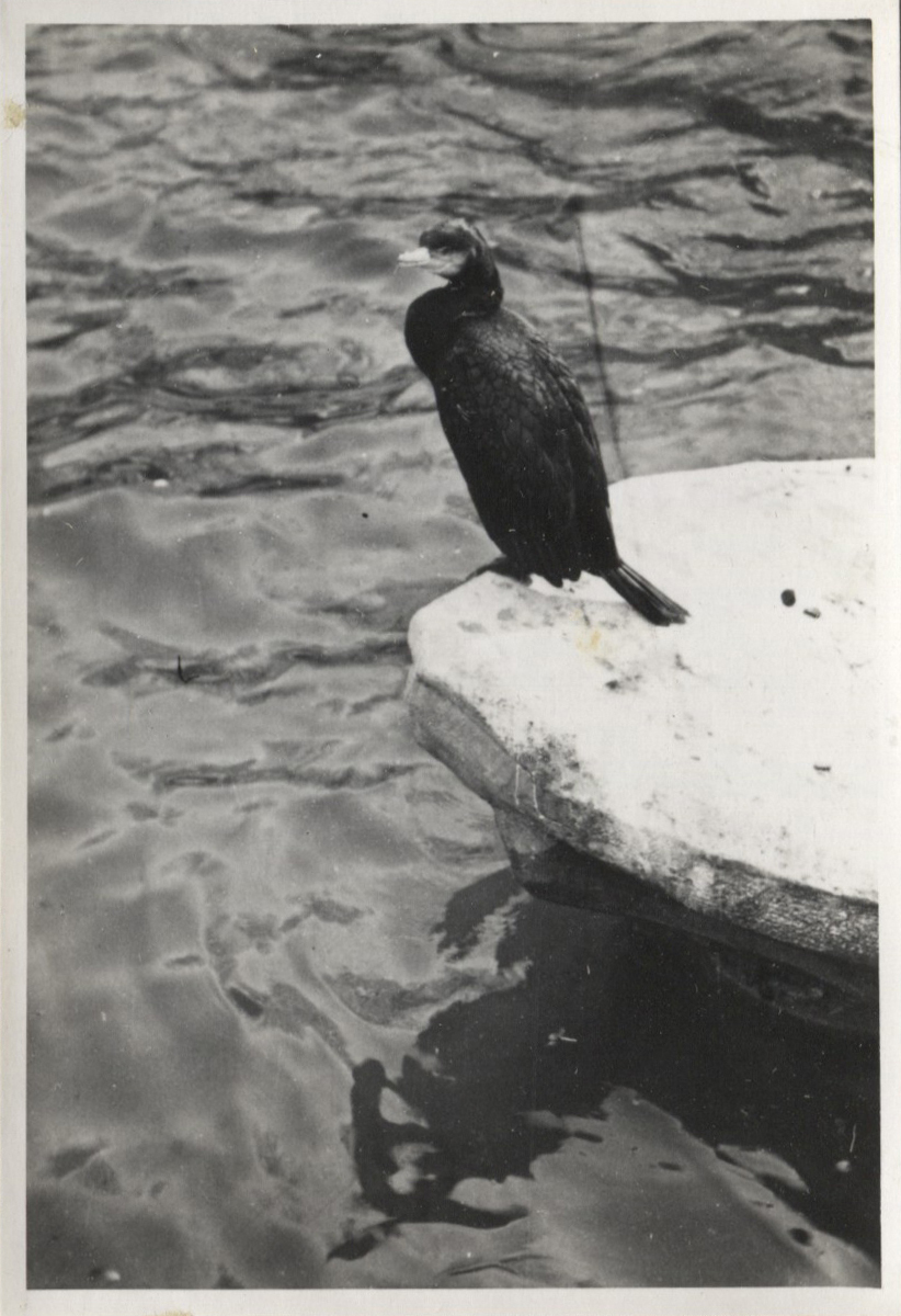 Fotograf: Hickstein, Carmen, Copyright: 1