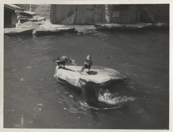 Fotograf: Hickstein, Carmen, Copyright: 1