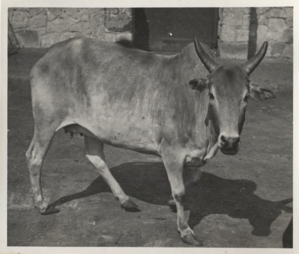 Fotograf: Hickstein, Carmen, Copyright: 1