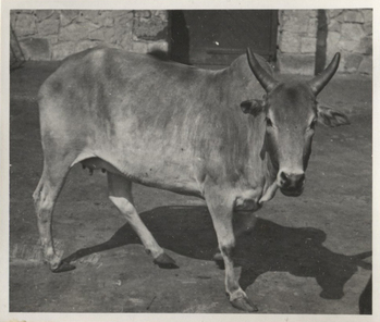 Fotograf: Hickstein, Carmen, Copyright: 1