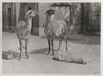 Fotograf: Hickstein, Carmen, Copyright: 1