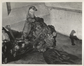 Fotograf: Hickstein, Carmen, Copyright: 1