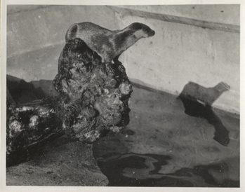 Fotograf: Hickstein, Carmen, Copyright: 1