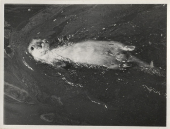 Fotograf: Hickstein, Carmen, Copyright: 1