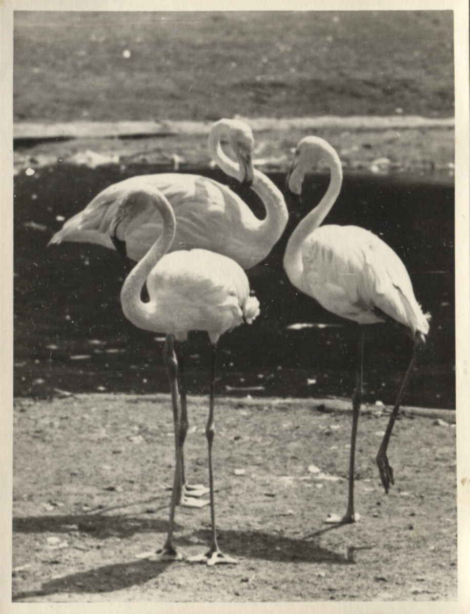 Fotograf: Hickstein, Carmen, Copyright: 1