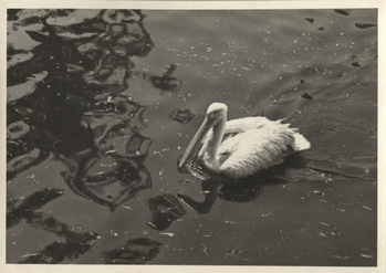 Fotograf: Hickstein, Carmen, Copyright: 1