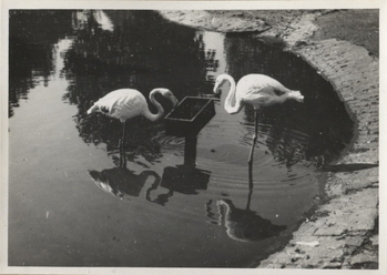 Fotograf: Hickstein, Carmen, Copyright: 1