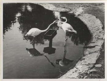 Fotograf: Hickstein, Carmen, Copyright: 1