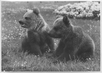 Fotograf: Hickstein, Carmen, Copyright: 1