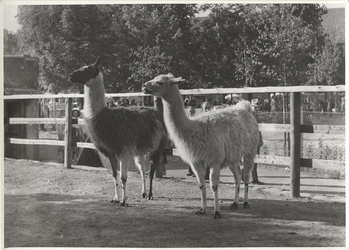 Fotograf: Hickstein, Carmen, Copyright: 1