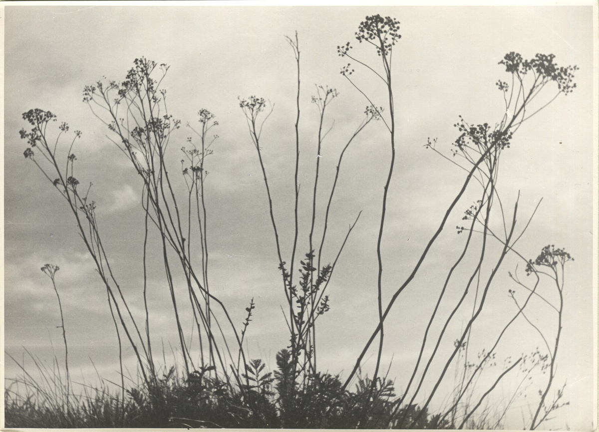 Fotograf: Hickstein, Carmen, Copyright: 1