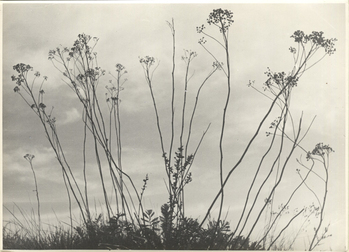 Fotograf: Hickstein, Carmen, Copyright: 1