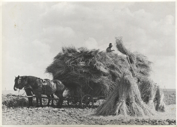 Fotograf: Hickstein, Carmen, Copyright: 1