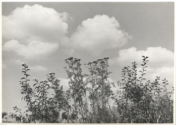 Fotograf: Hickstein, Carmen, Copyright: 1
