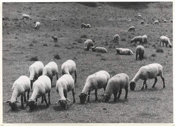 Fotograf: Hickstein, Carmen, Copyright: 1