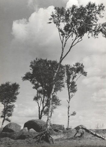 Fotograf: Hickstein, Carmen, Copyright: 1