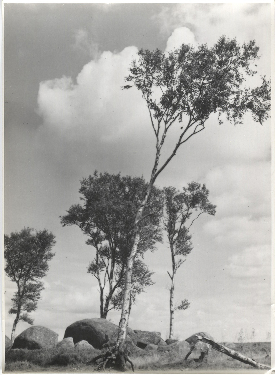Fotograf: Hickstein, Carmen, Copyright: 1