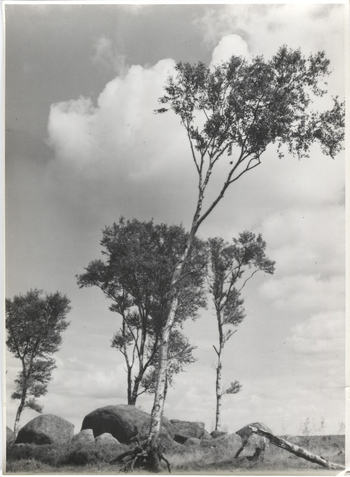 Fotograf: Hickstein, Carmen, Copyright: 1
