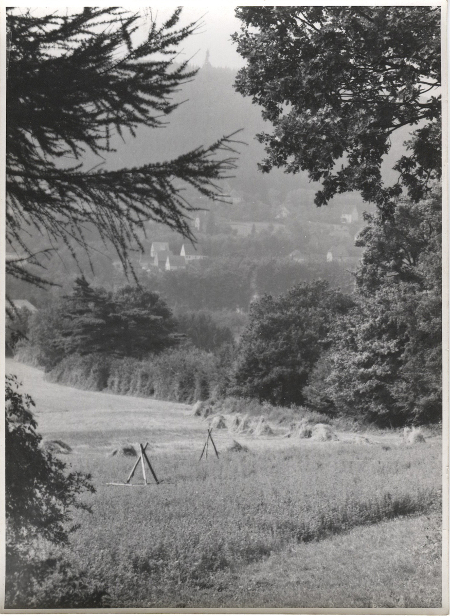 Fotograf: Hickstein, Carmen, Copyright: 1