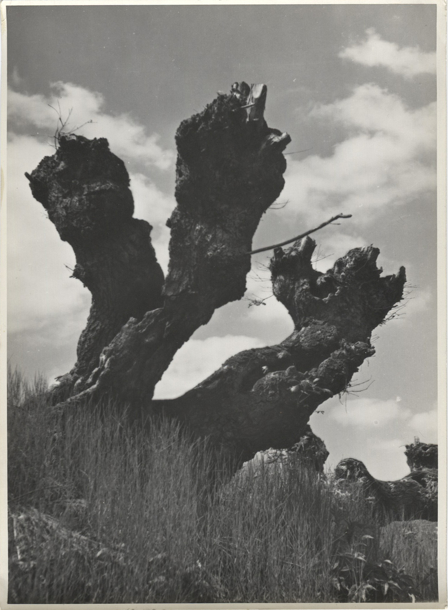 Fotograf: Hickstein, Carmen, Copyright: 1