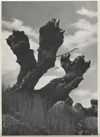 Fotograf: Hickstein, Carmen, Copyright: 1