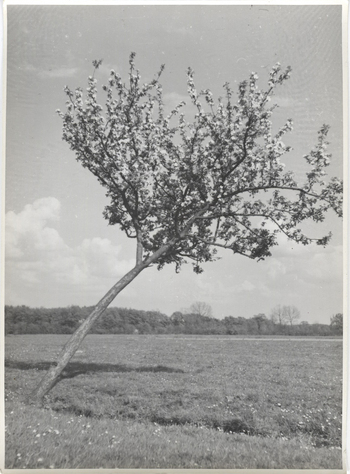 Fotograf: Hickstein, Carmen, Copyright: 1