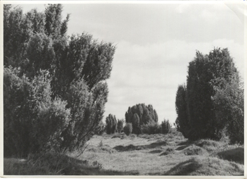 Fotograf: Hickstein, Carmen, Copyright: 1