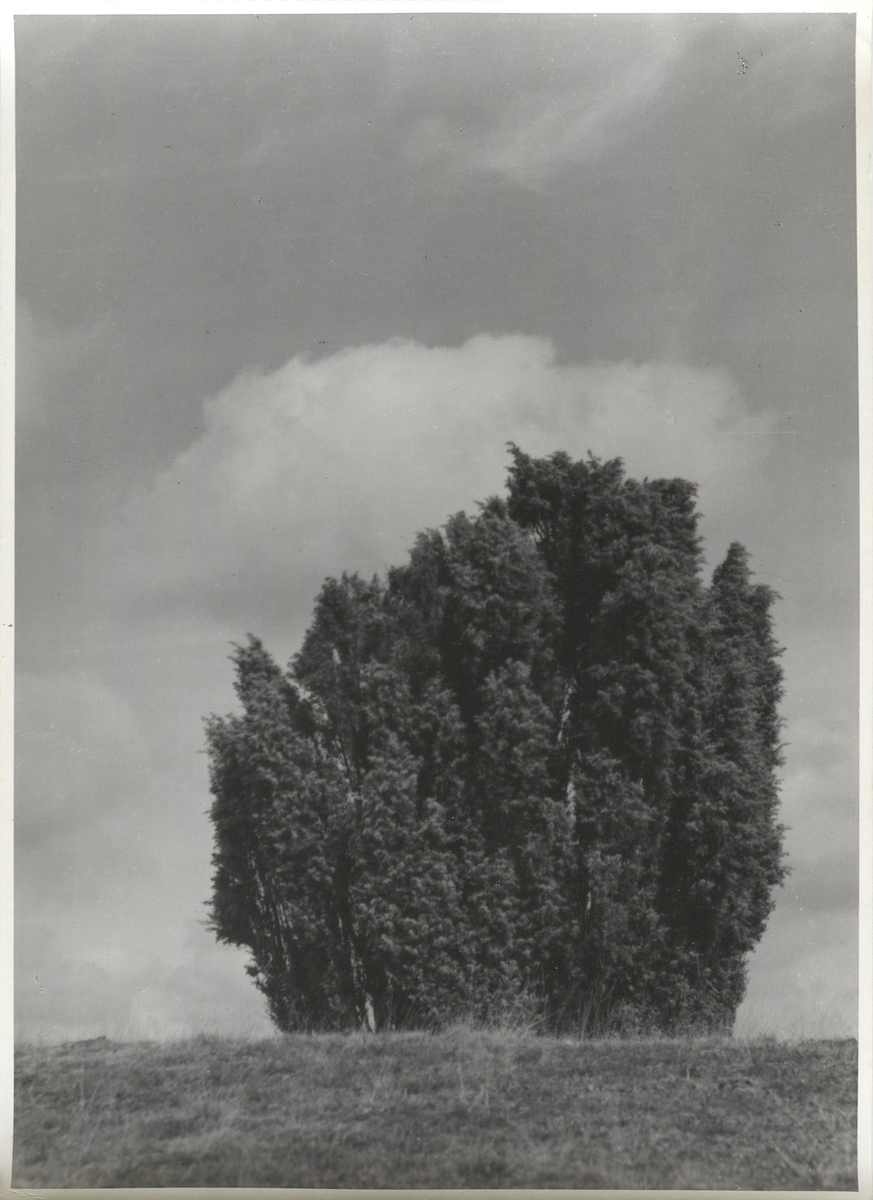 Photographer: Hickstein, Carmen, Copyright: 1