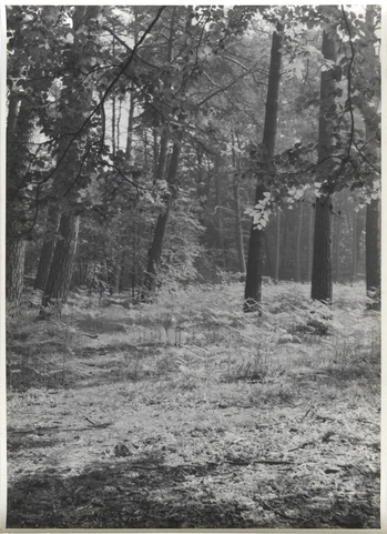 Fotograf: Hickstein, Carmen, Copyright: 1