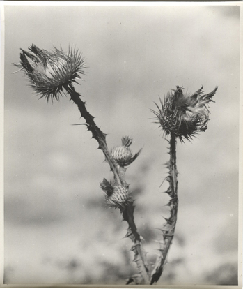 Fotograf: Hickstein, Carmen, Copyright: 1