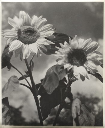 Fotograf: Hickstein, Carmen, Copyright: 1