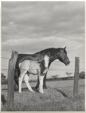 Fotograf: Hickstein, Carmen, Copyright: 1