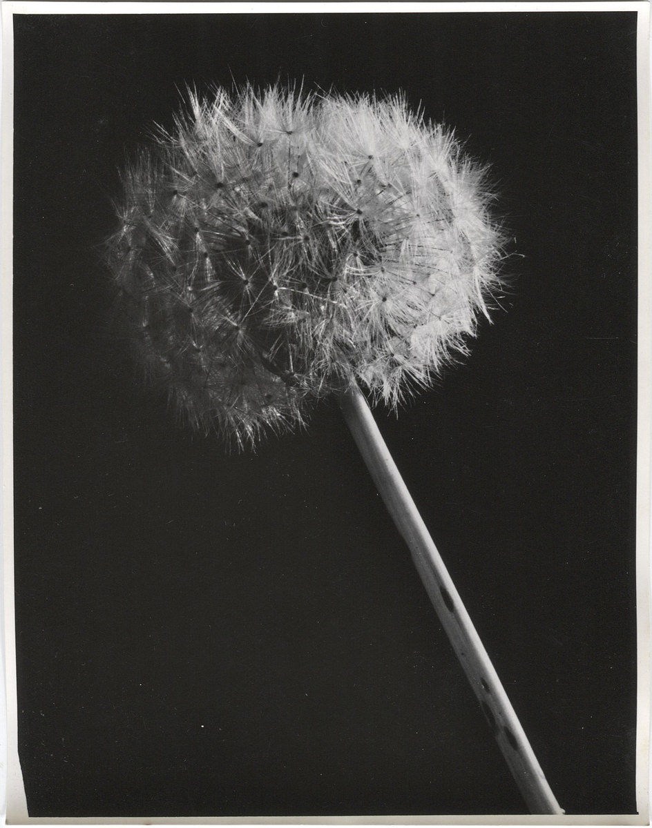 Fotograf: Hickstein, Carmen, Copyright: 1