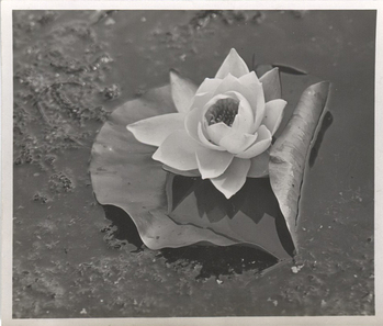 Fotograf: Hickstein, Carmen, Copyright: 1