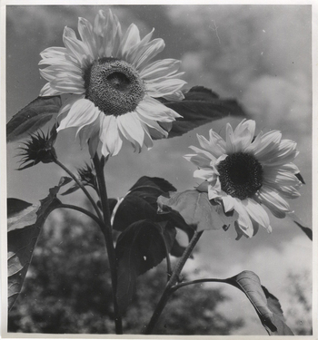 Fotograf: Hickstein, Carmen, Copyright: 1