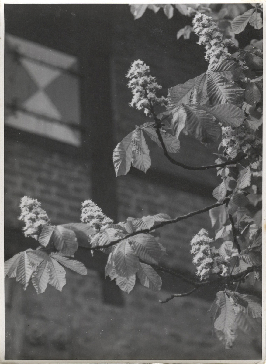 Fotograf: Hickstein, Carmen, Copyright: 1