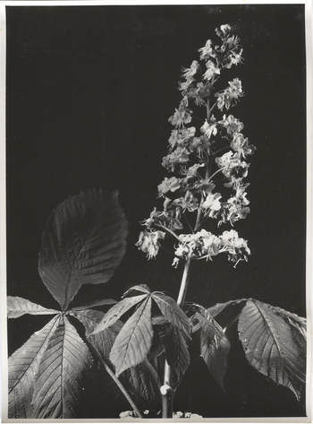 Fotograf: Hickstein, Carmen, Copyright: 1