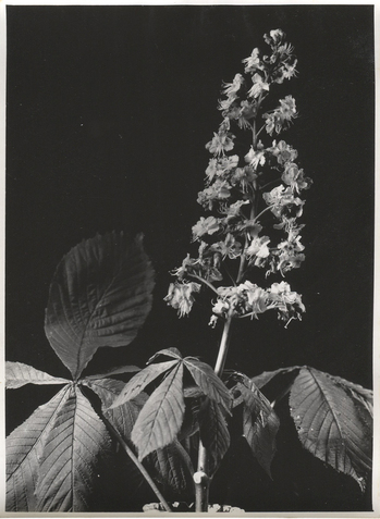 Fotograf: Hickstein, Carmen, Copyright: 1