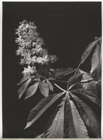 Fotograf: Hickstein, Carmen, Copyright: 1