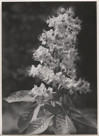 Fotograf: Hickstein, Carmen, Copyright: 1