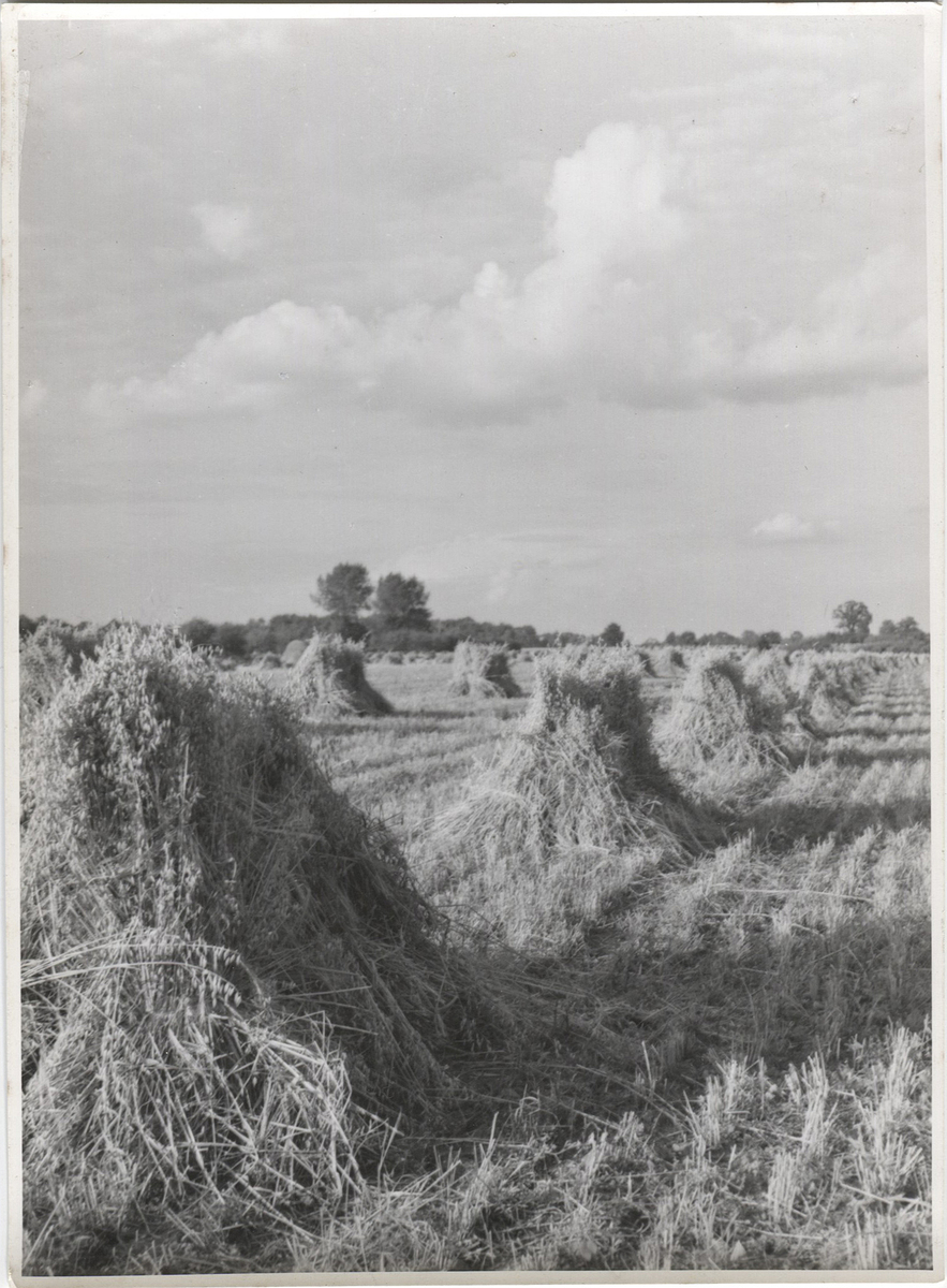 Fotograf: Hickstein, Carmen, Copyright: 1